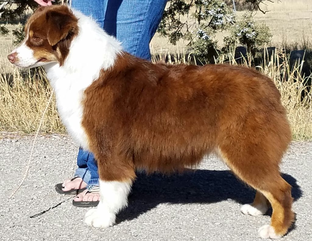 Publication : Des Terres Ardentes De Gaia