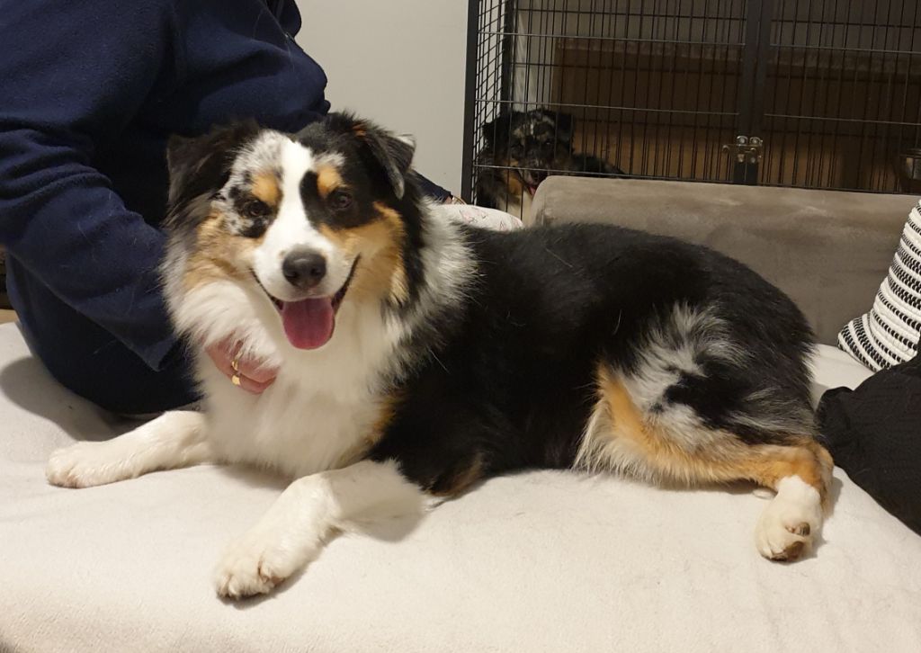 Publication : Des Terres Ardentes De Gaia