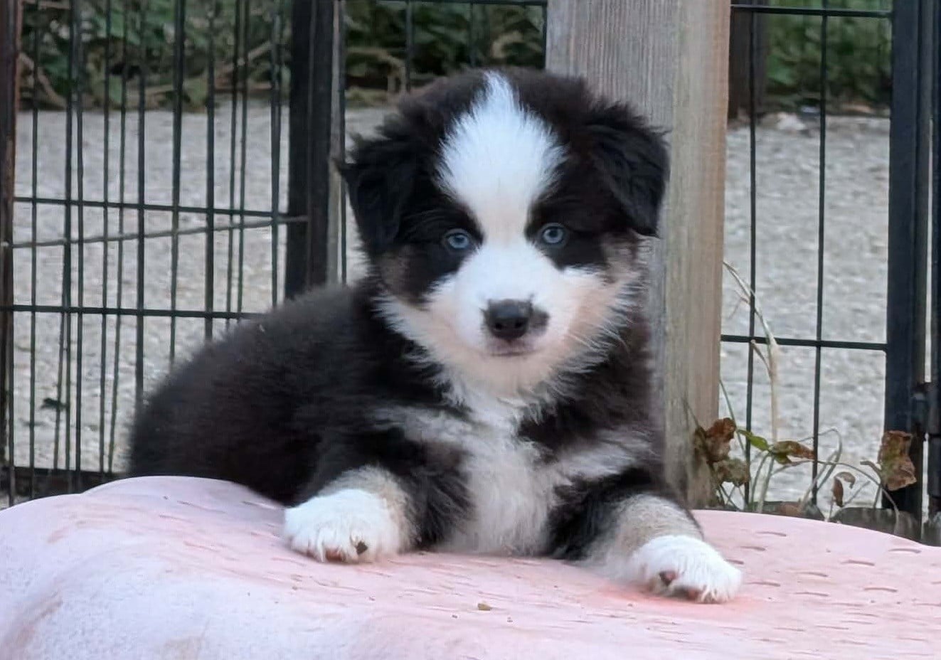 Bailey