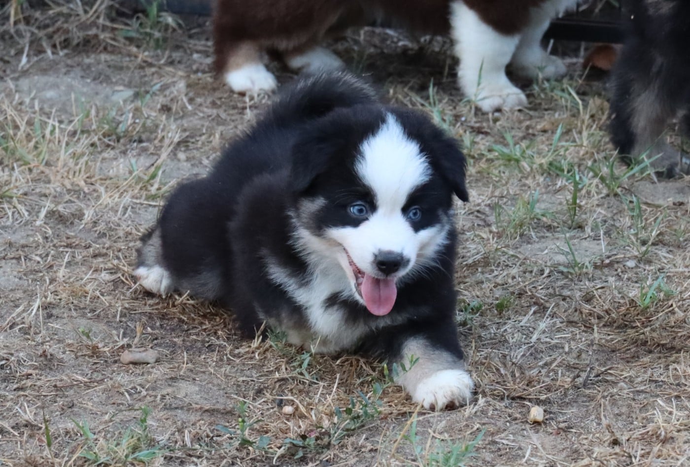 Bailey