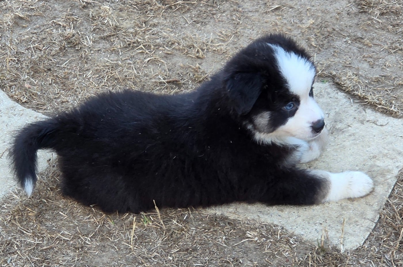 Bailey