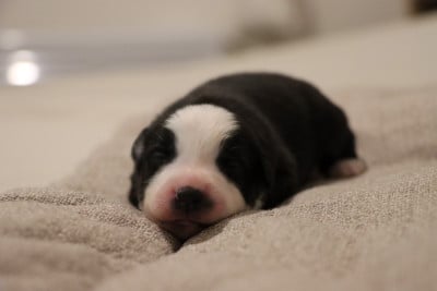 Bailey - Berger Américain Miniature