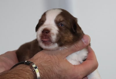 Les chiots de Berger Américain Miniature