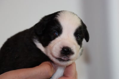 Les chiots de Berger Américain Miniature