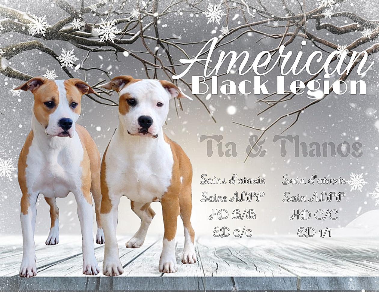 American Staffordshire Terrier - American Black Legion