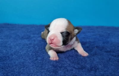 Les chiots de American Staffordshire Terrier