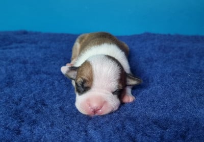 Les chiots de American Staffordshire Terrier