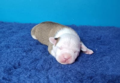 Les chiots de American Staffordshire Terrier