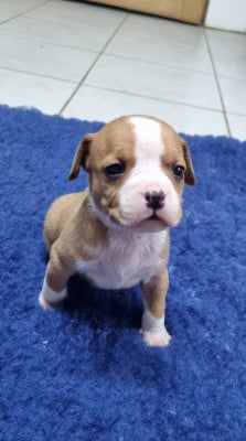 Les chiots de American Staffordshire Terrier