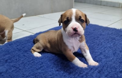 Les chiots de American Staffordshire Terrier