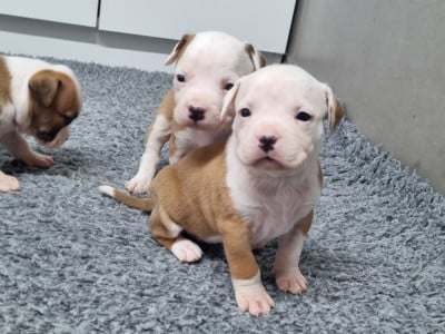 Les chiots de American Staffordshire Terrier