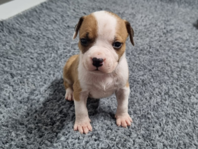 Les chiots de American Staffordshire Terrier