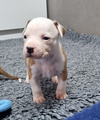 Les chiots de American Staffordshire Terrier