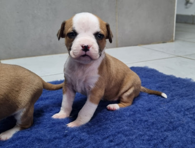 Les chiots de American Staffordshire Terrier