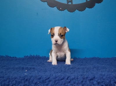 Les chiots de American Staffordshire Terrier