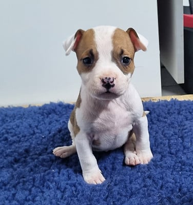 Les chiots de American Staffordshire Terrier