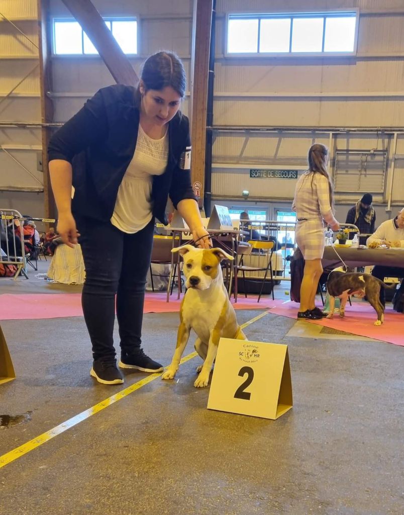 Sandor American Black Legion - 2eme exc / 7 jeunes males