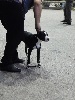 Myla American Black Legion - Très Prometteur NC / 12 Puppy femelle