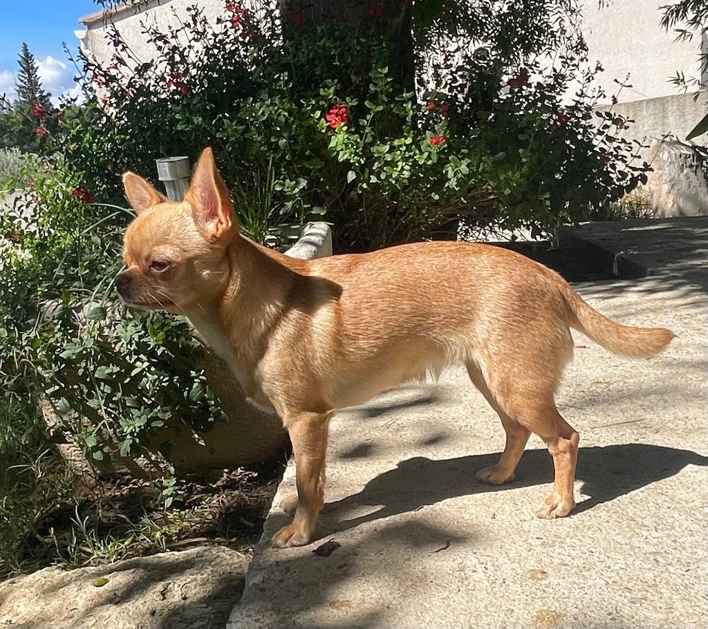 Valiha Du Domaine Des Grands Causses