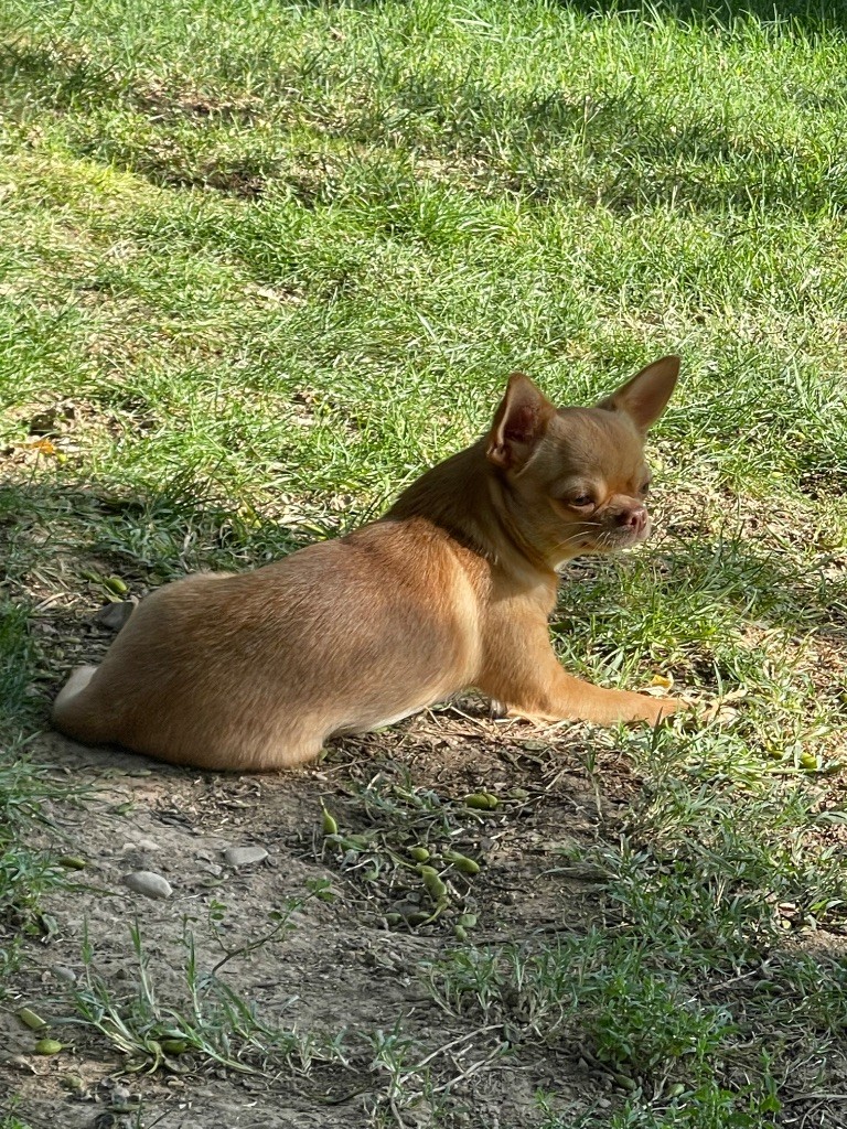 Valiha Du Domaine Des Grands Causses