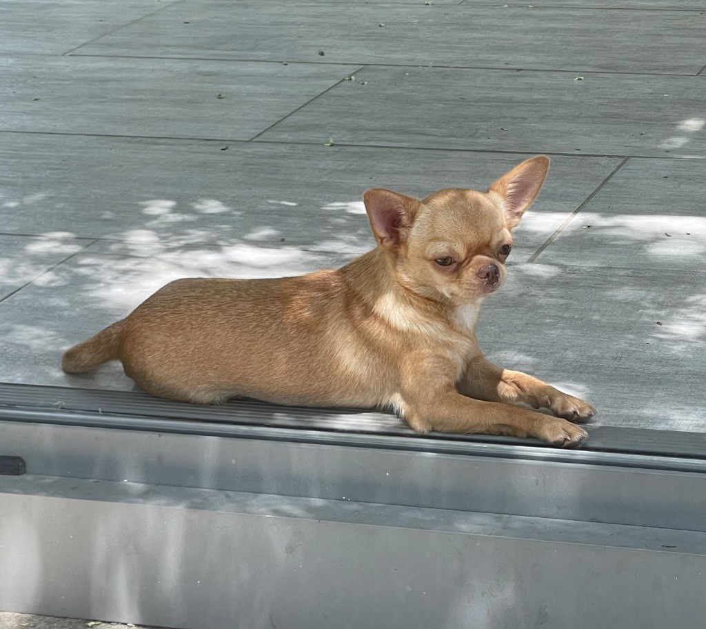 Valiha Du Domaine Des Grands Causses