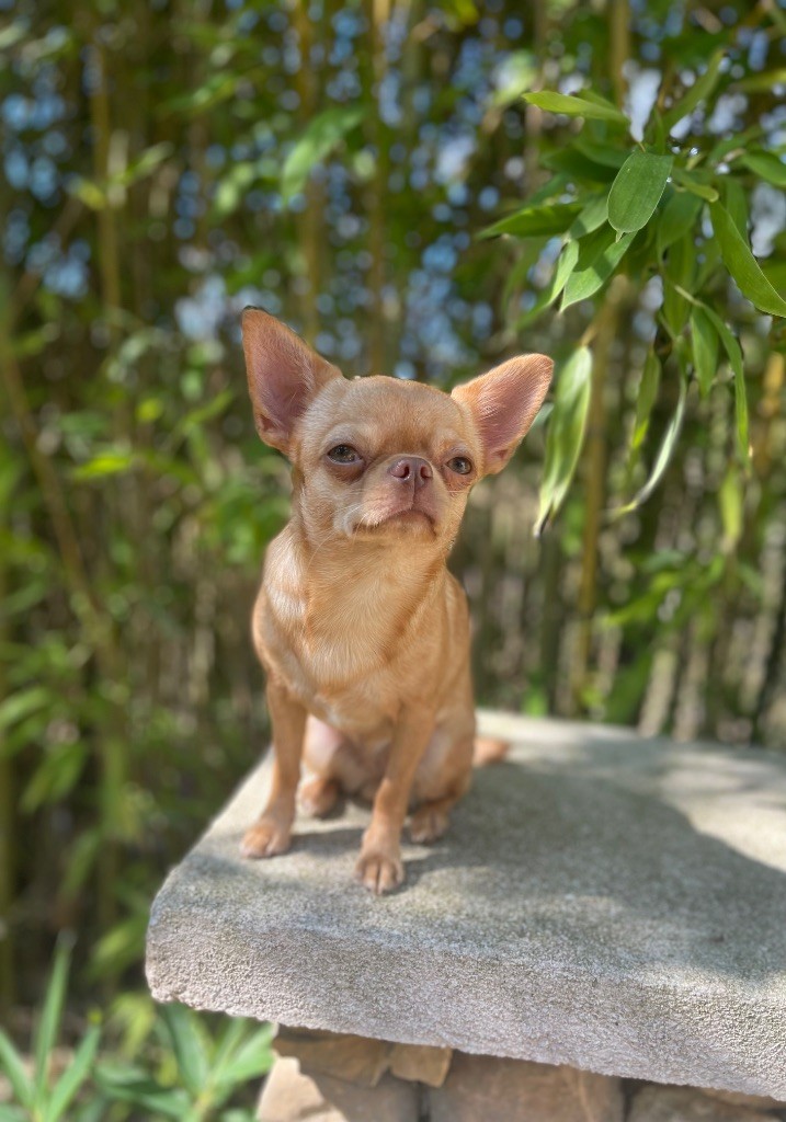 Valiha Du Domaine Des Grands Causses