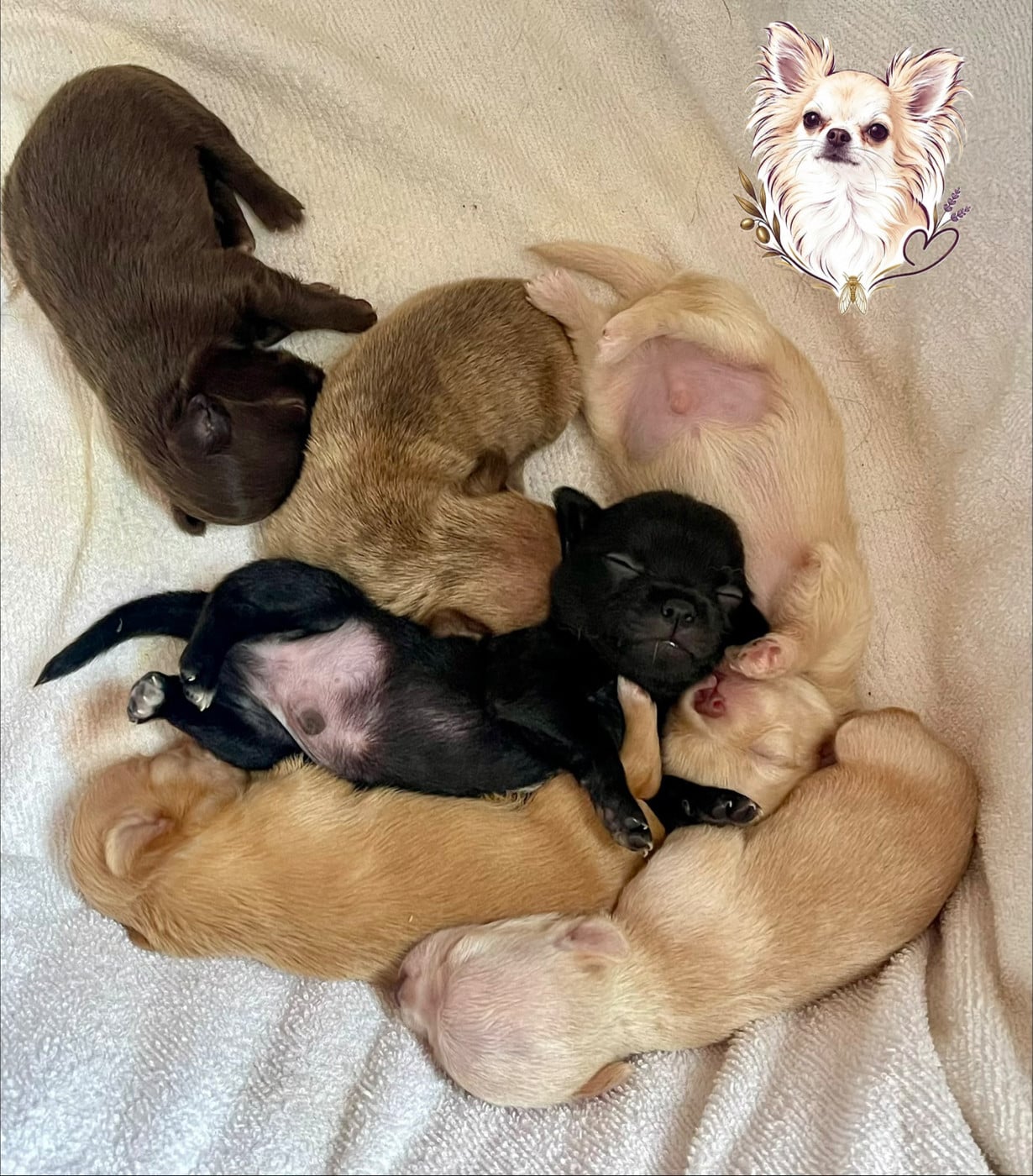 Chihuahua - Des Merveilles D'Isia