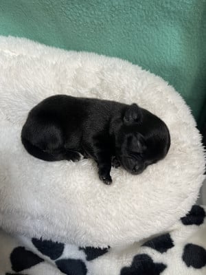 mâle noir - Chihuahua