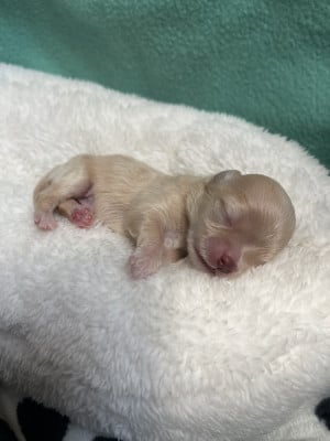 mâle sable (poils longs ?) - Chihuahua