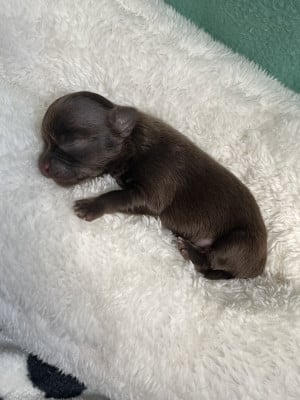 Chihuahua