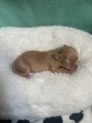femelle fauve foncé - Chihuahua