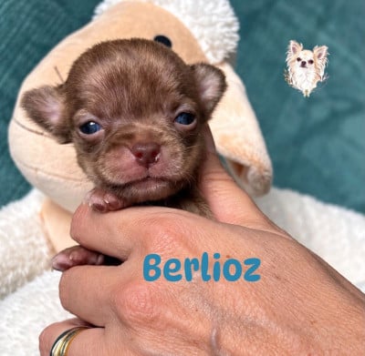 Les chiots de Chihuahua