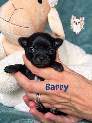 Les chiots de Chihuahua