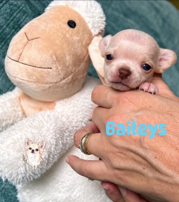 Les chiots de Chihuahua