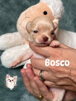 Les chiots de Chihuahua