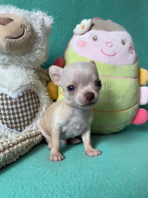 Les chiots de Chihuahua