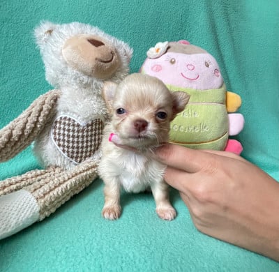 Les chiots de Chihuahua