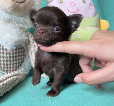 Les chiots de Chihuahua