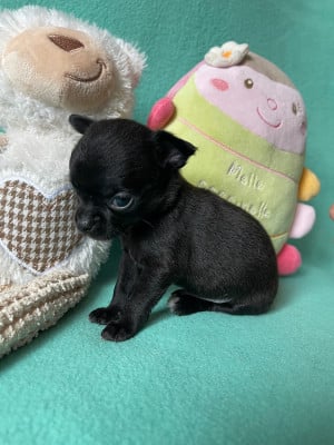 Les chiots de Chihuahua
