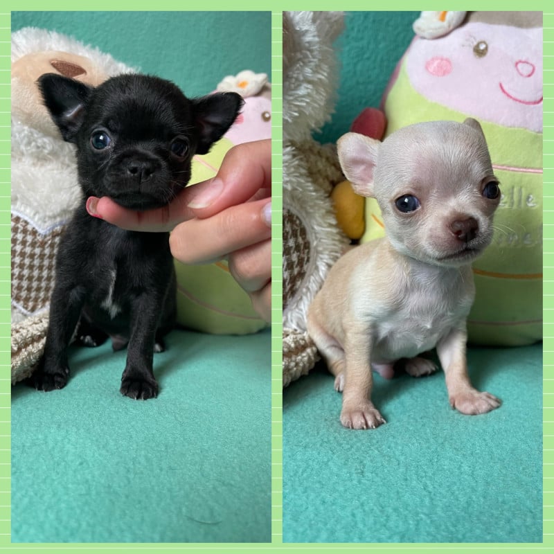 Chihuahua - Des Merveilles D'Isia