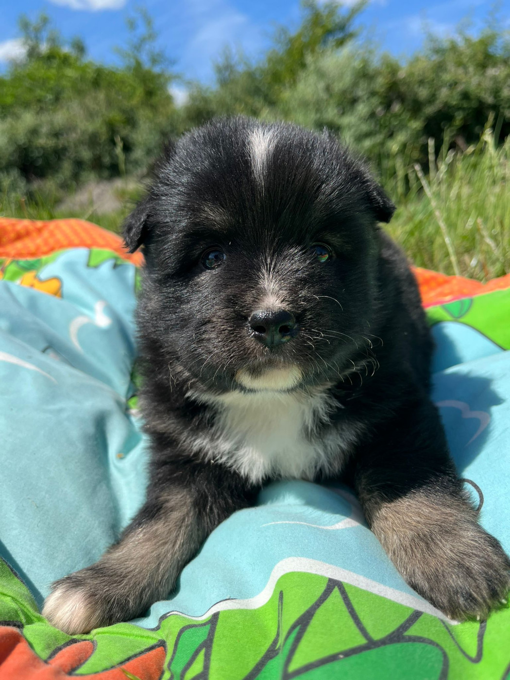 Chiot N°6