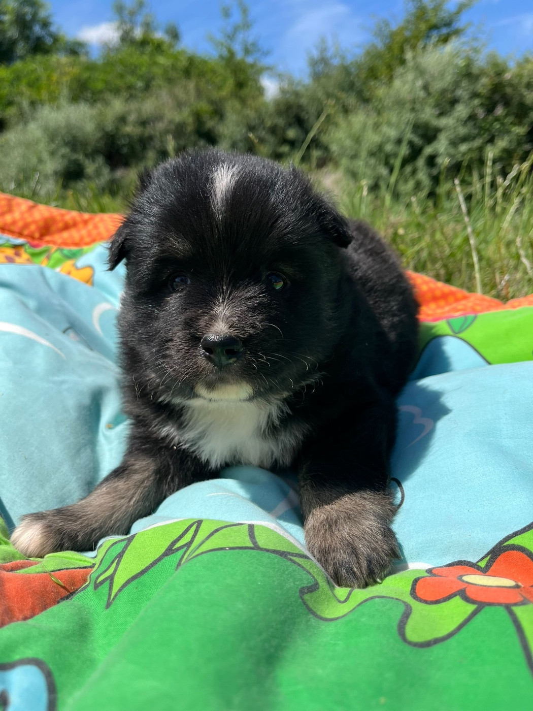 Chiot N°1