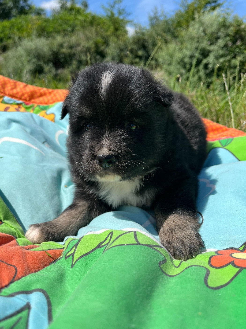 Chiot N°1