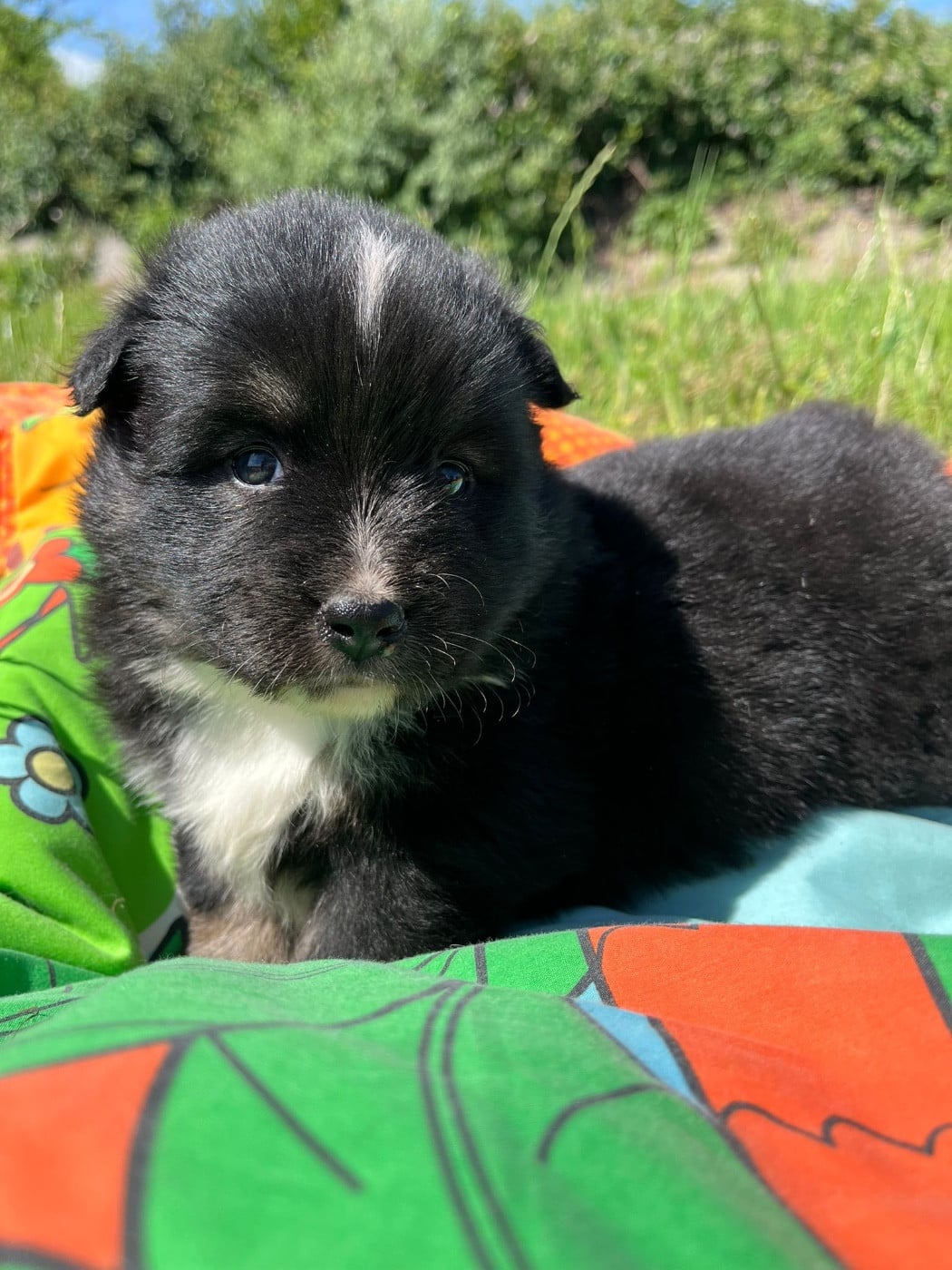 Chiot N°1