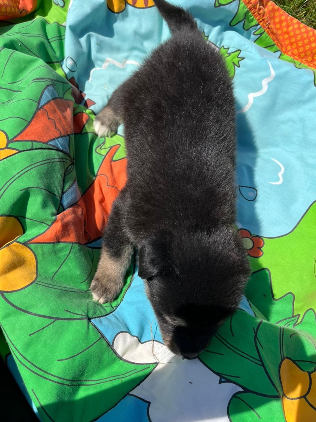 Chiot N°3