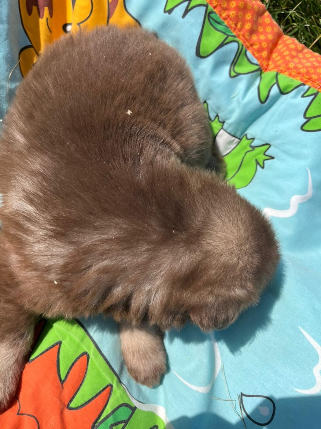 Chiot N°5