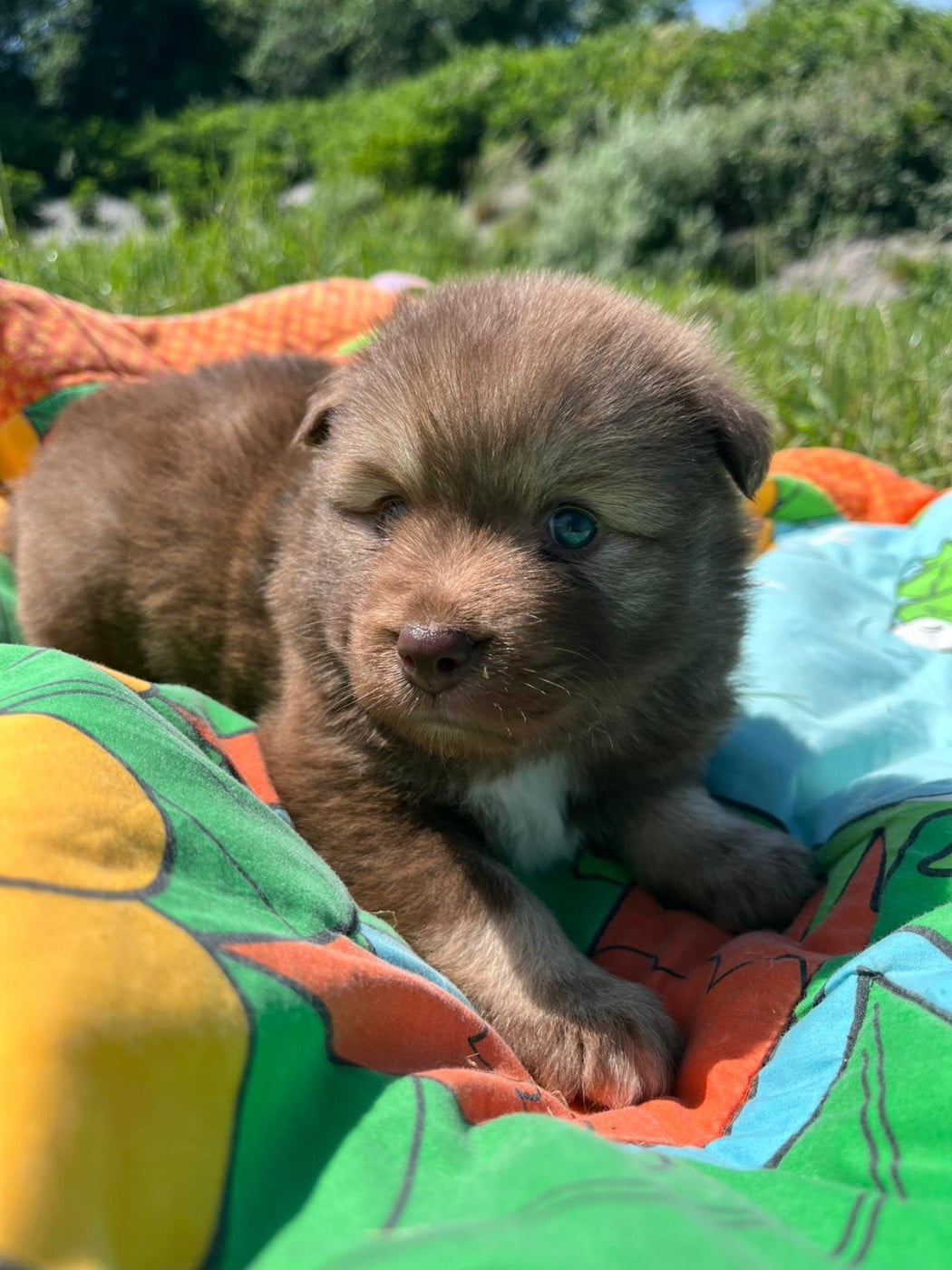Chiot N°5