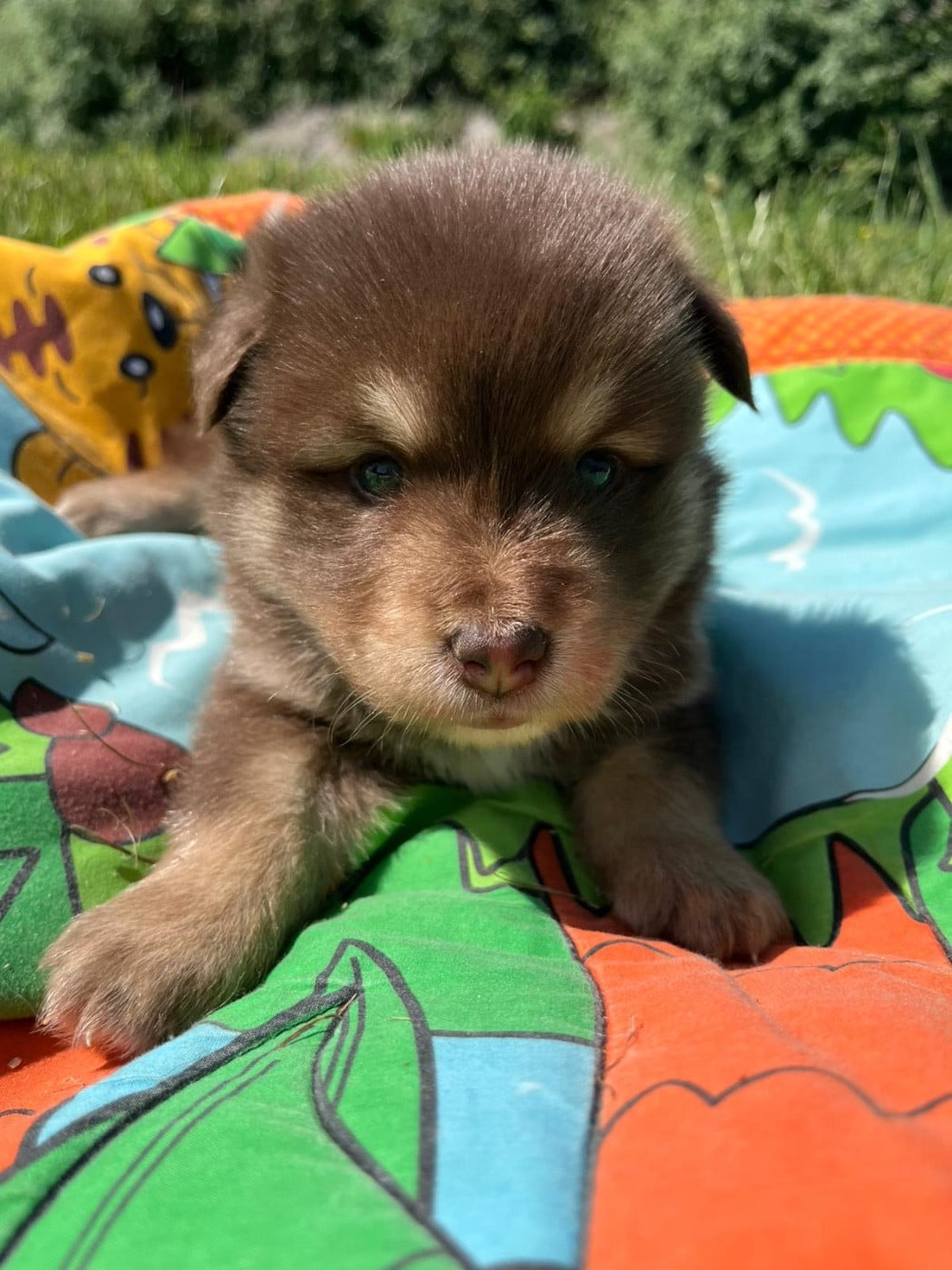 Chiot N°4