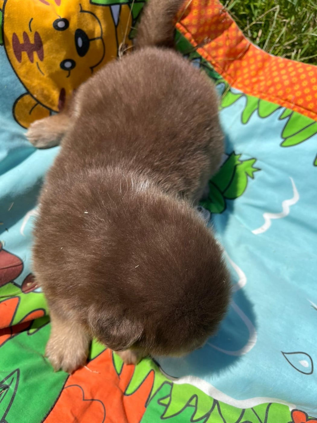 Chiot N°4