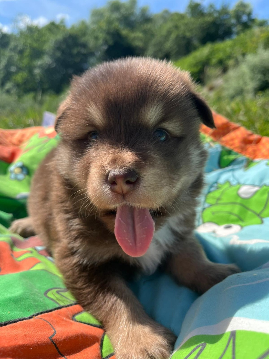 Chiot N°4